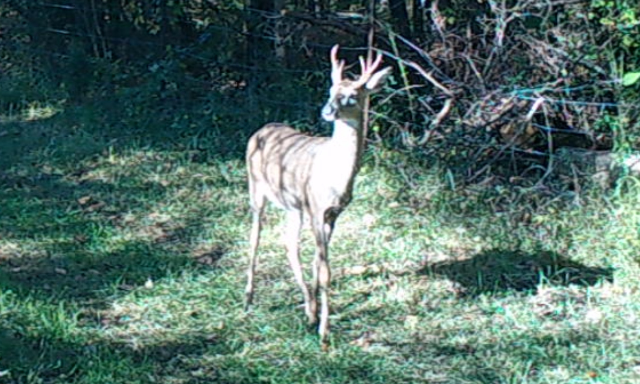 Deer caught on camera